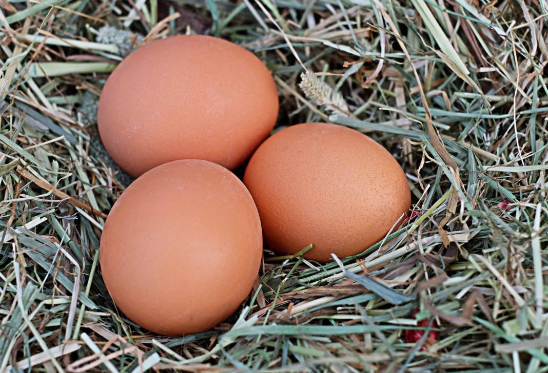 Kahverengi yumurta satışı yasaklanacak: Sağlıksız mı? Nedeni belli oldu 3