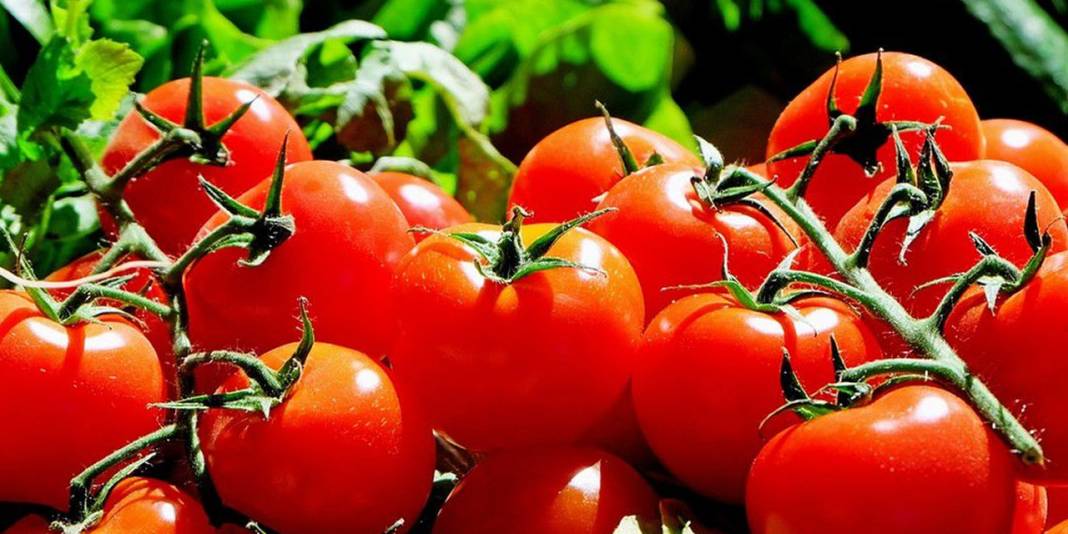 Domatesteki bu çizgilere dikkat! Pestisit kalıntısı olabilir 1