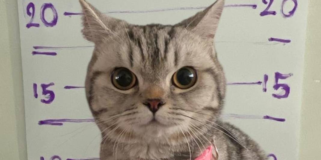 Sabıkalı kedi sosyal medyada gündem oldu! Polisleri ısırdı, pati izi alındı 1