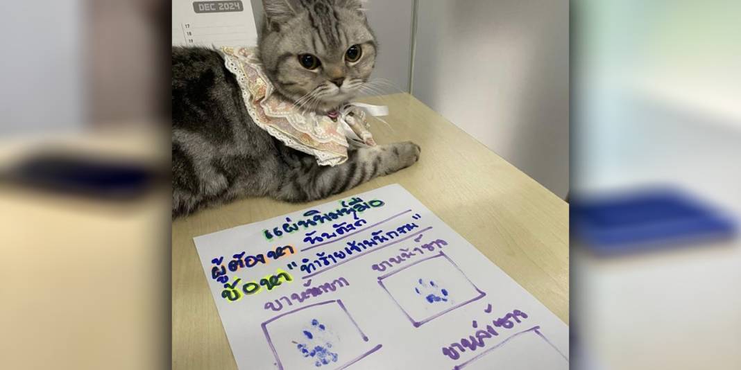 Sabıkalı kedi sosyal medyada gündem oldu! Polisleri ısırdı, pati izi alındı 3