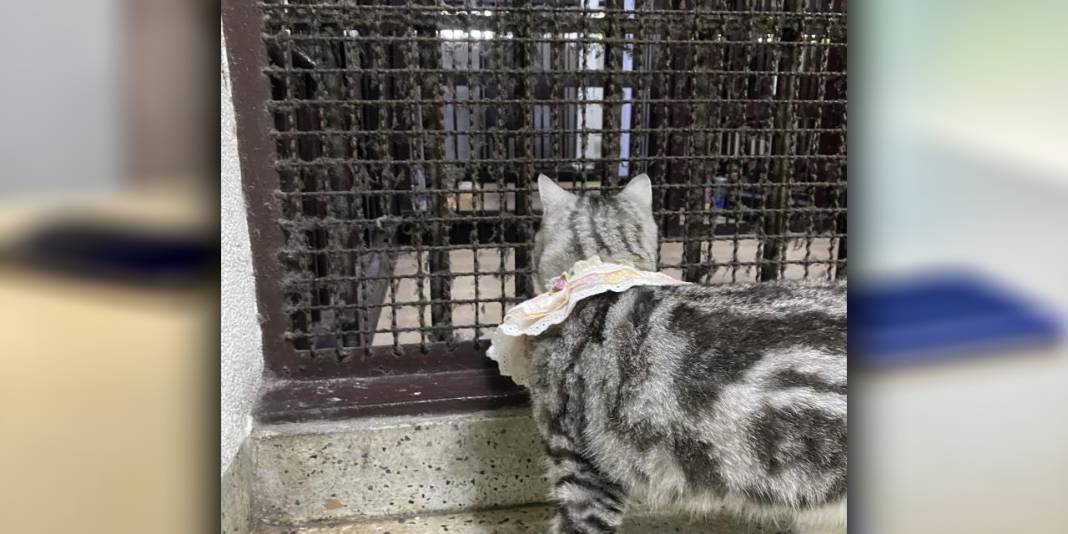 Sabıkalı kedi sosyal medyada gündem oldu! Polisleri ısırdı, pati izi alındı 4
