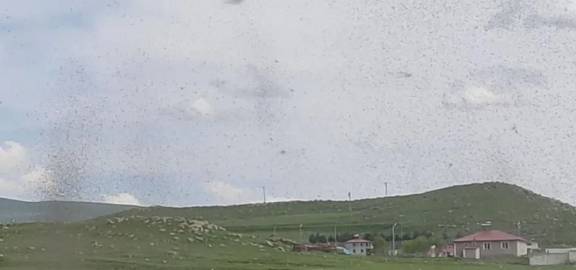 Çıldır Gölü'nde 'çıldırtan' olay! Her gün gökyüzünü kaplıyorlar: Resmen istila ettiler 5