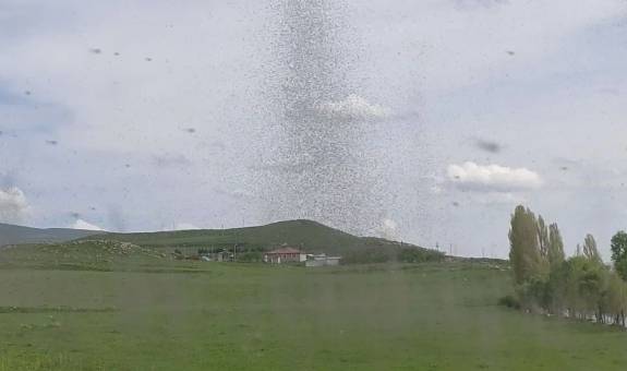 Çıldır Gölü'nde 'çıldırtan' olay! Her gün gökyüzünü kaplıyorlar: Resmen istila ettiler 3