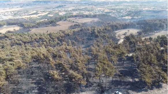 Çanakkale'deki orman yangını 25 saat sonra söndürülmüştü! Yürek yakan görüntüler ortaya çıktı 11