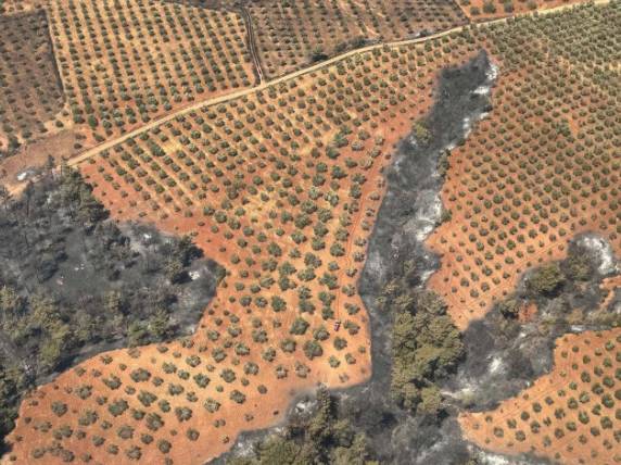 Çanakkale'deki orman yangını 25 saat sonra söndürülmüştü! Yürek yakan görüntüler ortaya çıktı 1