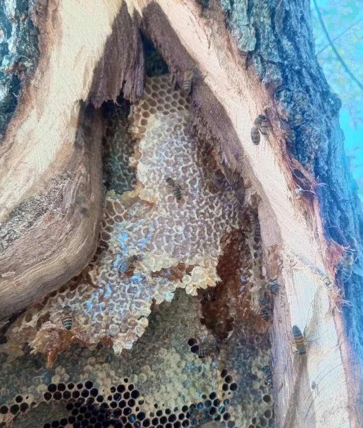 Ağaçların arasında gizliyorlar! Bulanlar kilosunu 10 bin liraya satıyor 1