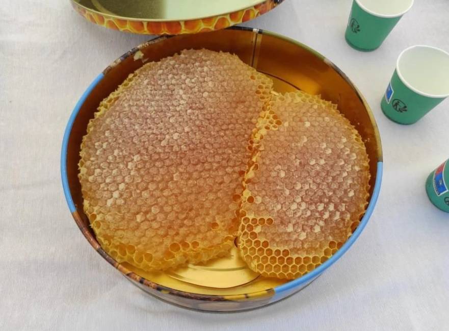 Ağaçların arasında gizliyorlar! Bulanlar kilosunu 10 bin liraya satıyor 7