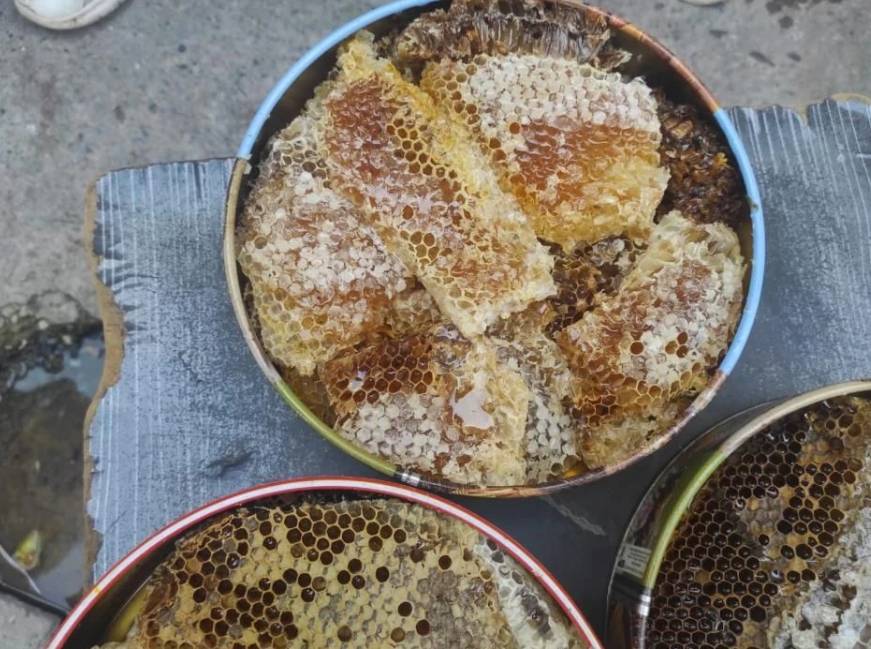Ağaçların arasında gizliyorlar! Bulanlar kilosunu 10 bin liraya satıyor 2