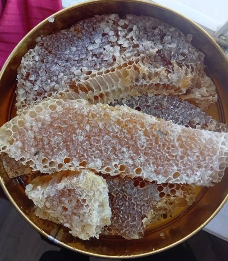 Ağaçların arasında gizliyorlar! Bulanlar kilosunu 10 bin liraya satıyor 5