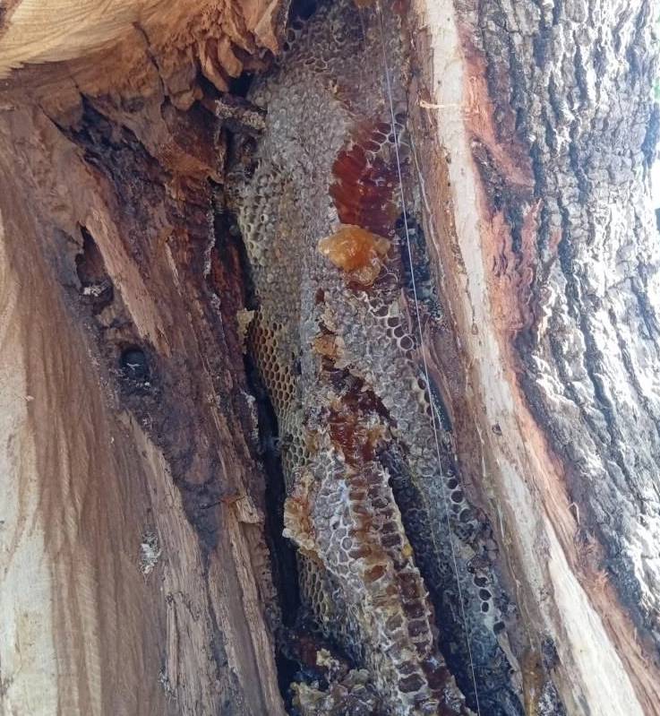 Ağaçların arasında gizliyorlar! Bulanlar kilosunu 10 bin liraya satıyor 4