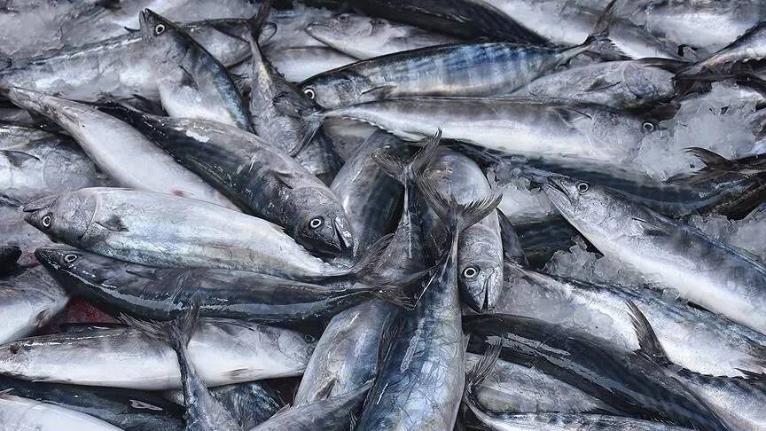 Palamut tezgahları doldurdu! Kıymanın yarı fiyatına aile boyu ziyafet 3