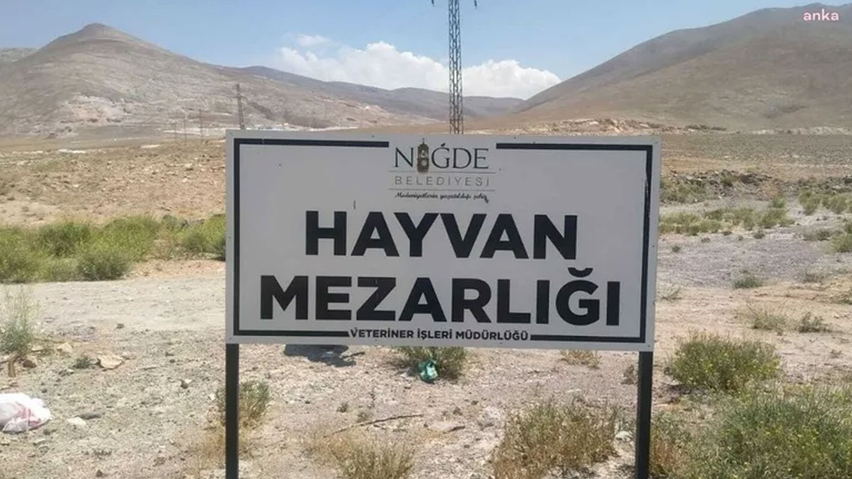 Niğde'deki köpek katliamında yargı kararını verdi: Soruşturulacak
