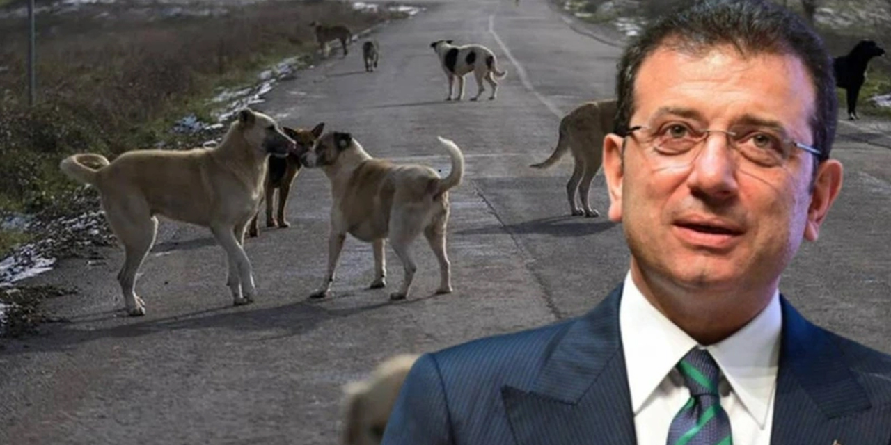 İmamoğlu: Sokak hayvanları için el ele vermeliyiz