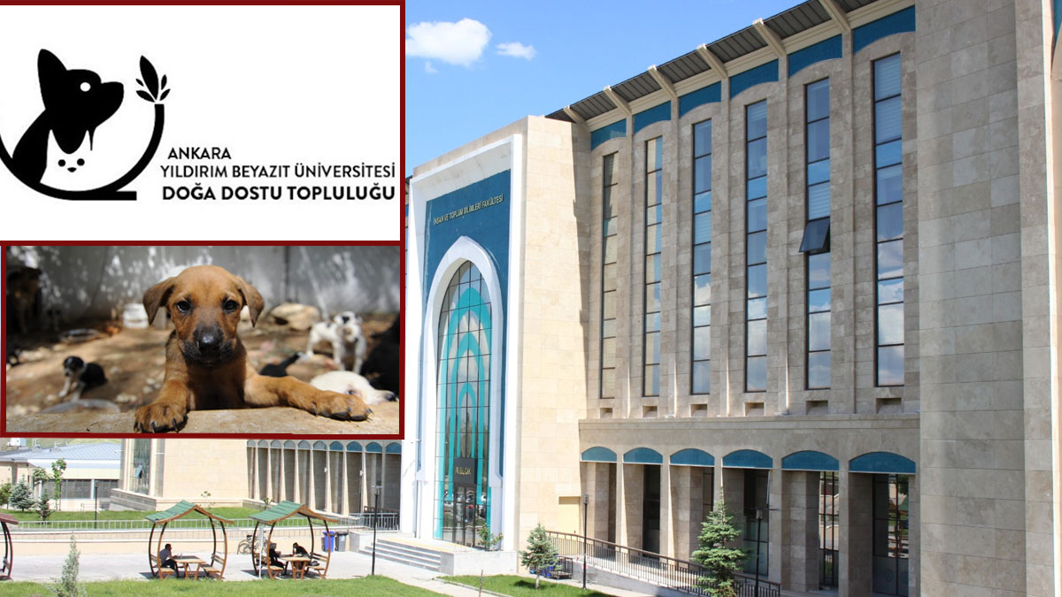 Önce köpeklerin yaşam alanı yıkıldı, şimdi de topluluk kapatıldı! Yıldırım Beyazıt Üniversitesi’nde tansiyon yükseliyor