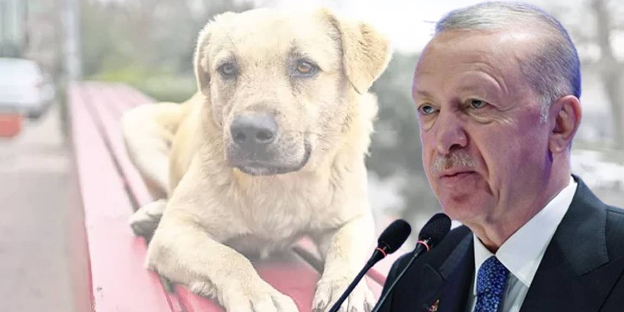 Erdoğan: Türkiye’ye sahipsiz köpek saldırıları utancını yaşatmaya kimsenin hakkı yoktur