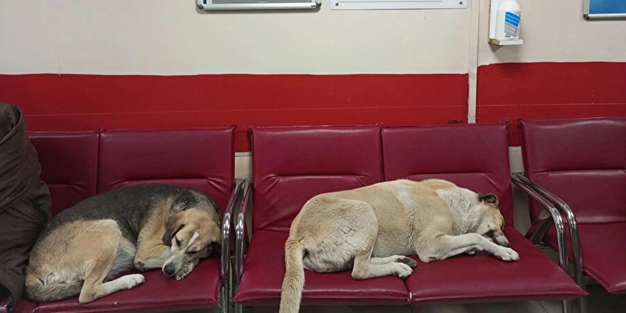 Sağlık Bakanlığı'ndan 81 ile genelge: Hastane bahçelerinde sahipsiz köpek olmayacak