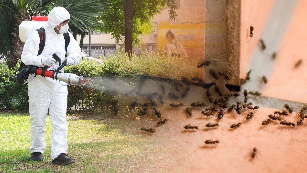 Evinize bir tek karınca girmeyecek! İstiladan doğal yollarla kurtulun: İşte karınca kovan tarif...