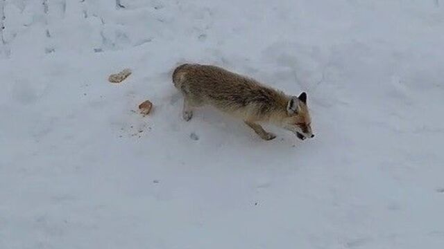 Ekmek yemeyen tilki baklava yedi