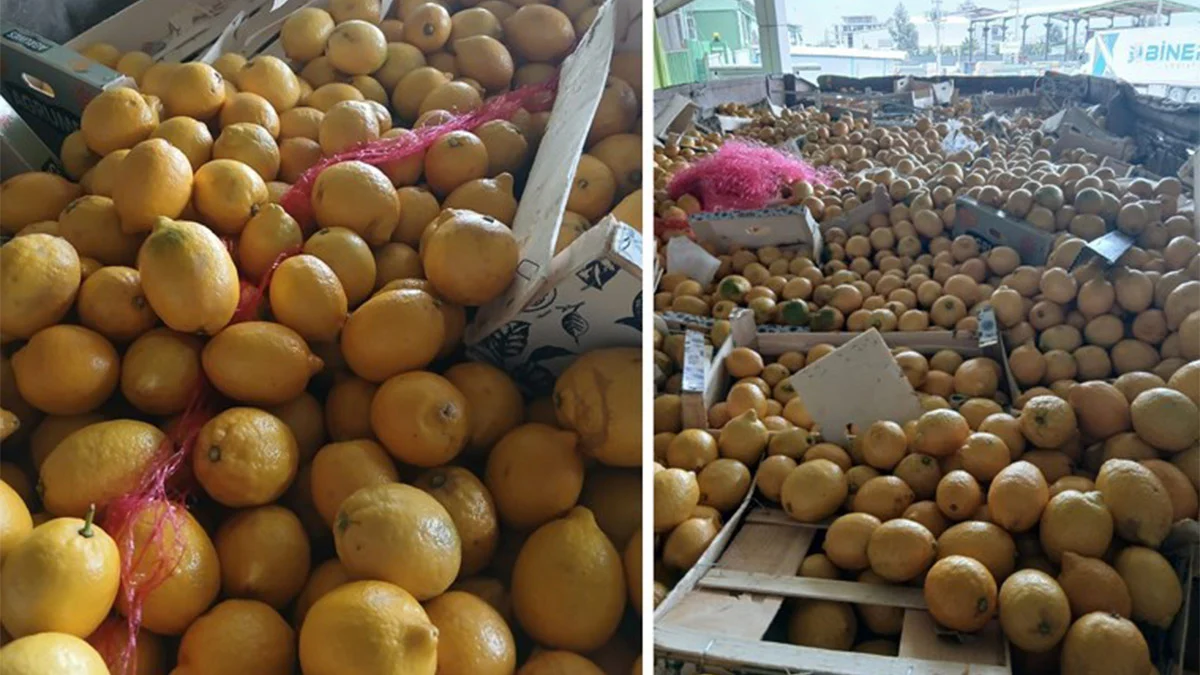 Limonda pestisit alarmı! Tonlarcası imha edildi