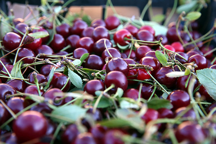 Vişne çekirdeğini ayıklamak artık çok kolay! Yarım saatte koca bir kasa yapabileceksiniz