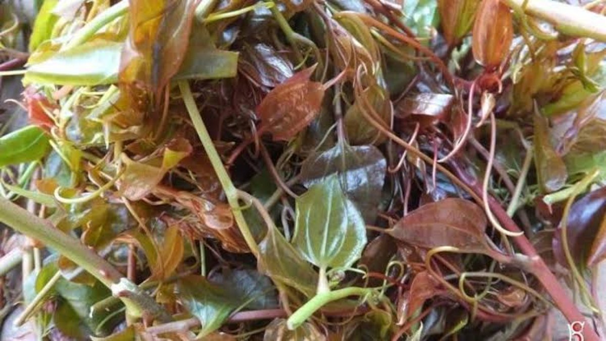 Bu ot için millet Ordu’ya akın ediyor! Tam bir şifa deposu