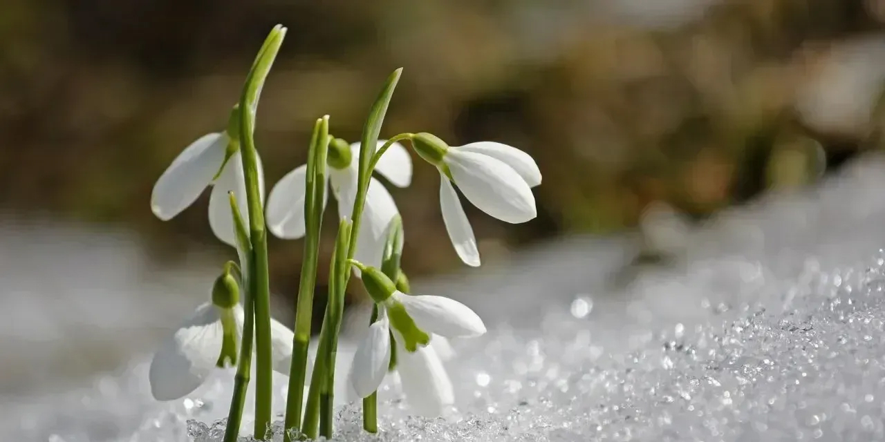 Baharın müjdecisi ilk cemre yarın havaya düşüyor
