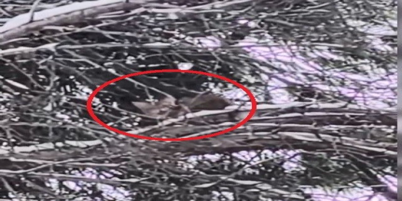 Kedi tırmandığı ağaçtan inemedi! 15 saat mahsur kaldı