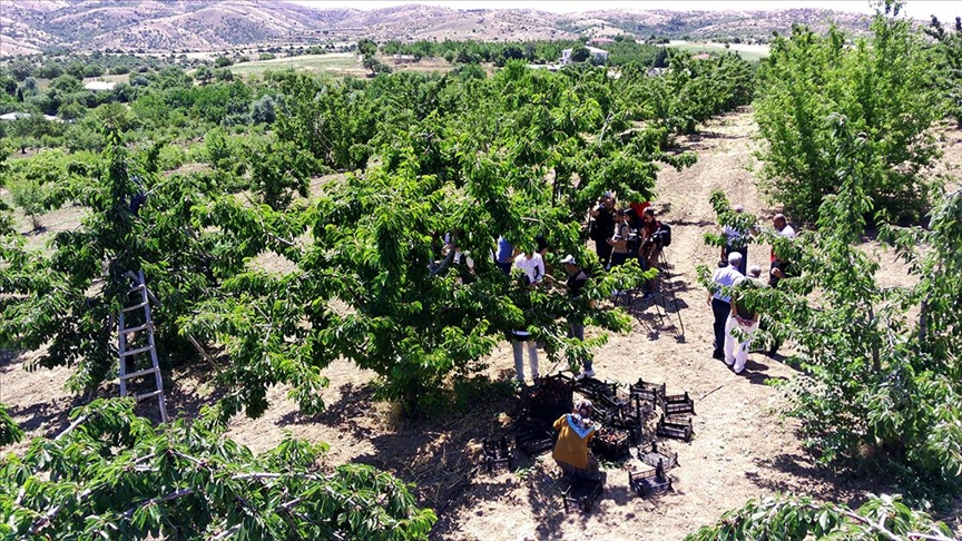 Coğrafi işaretli üründe hasat başladı! Altın değerinde meyve