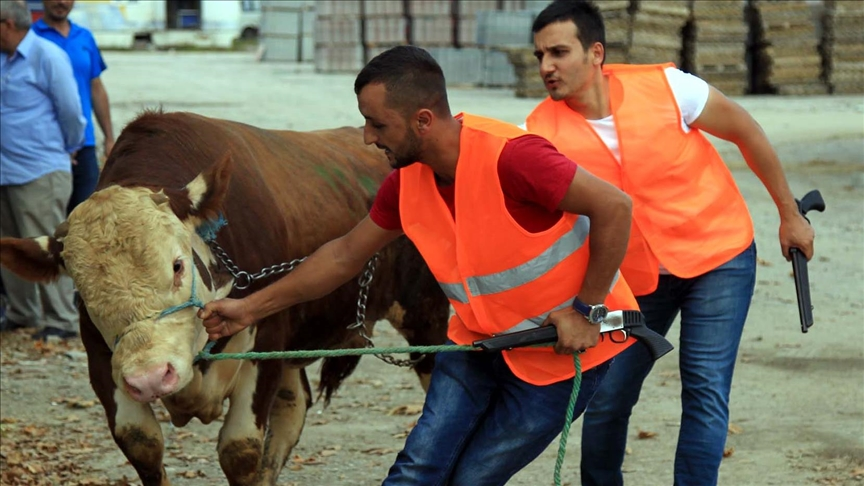 Kurban Bayramı’nda kaçan kurbanlıklar kaybolmayacak! Boğa Yakalama Timleri kuruldu