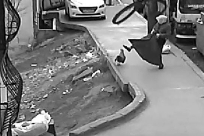 Horoz ile yaşlı kadın kavga etti! İzleyen bir daha izledi