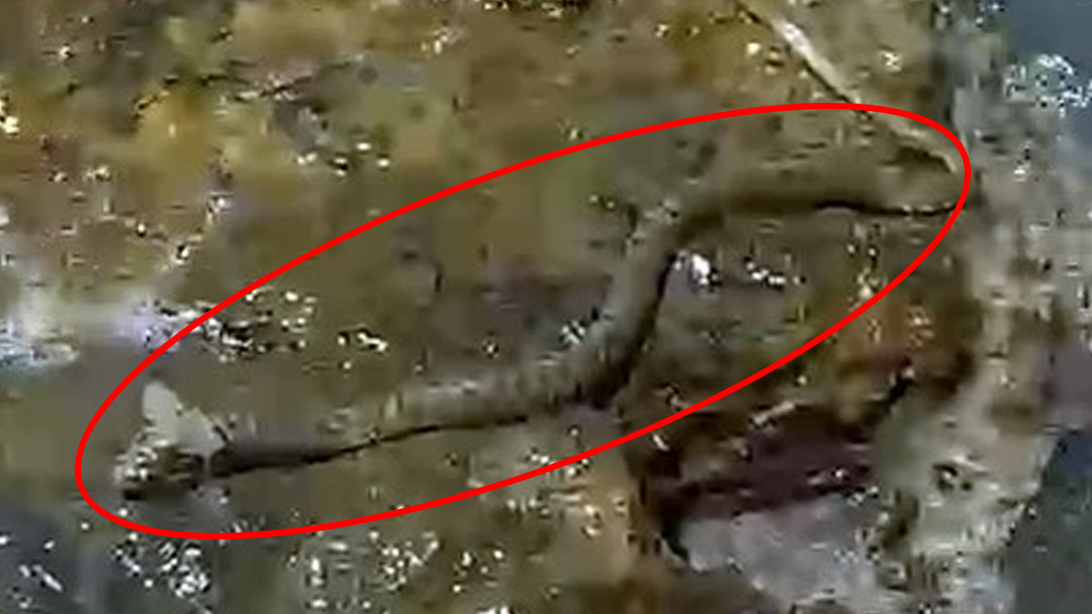 Gören yılan sanıyor ama daha farklı! Kocaman başı büyük kulakları var: Garip yaratık o ilimizde görüntülendi