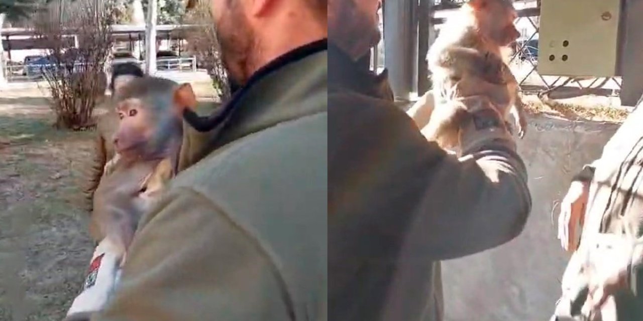 Burası Afrika değil Elazığ! Yolda yürürken maymun buldu