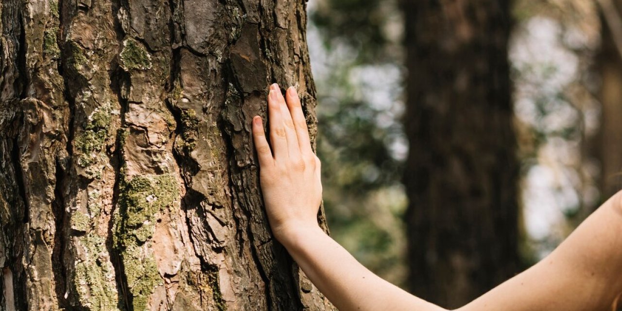 Ormanda kaybolursanız ne yapmalısınız? Hayatınızı kurtaracak altın kurallar