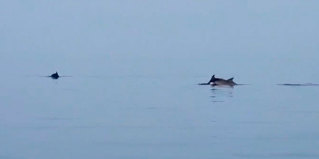 Yunuslardan görsel şölen! Balıkçı teknesine eşlik ettiler