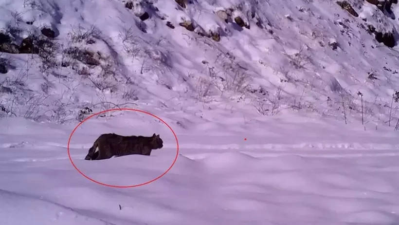 Gören kaplan sanıyor Bursa'da görüldü