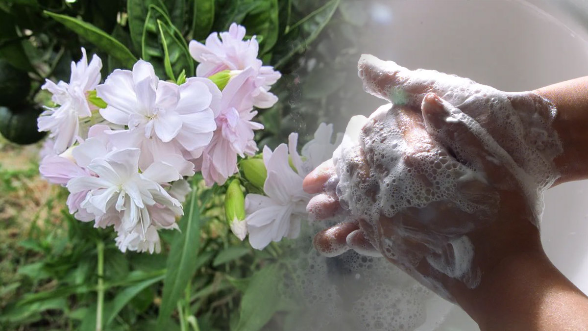 Etrafında bu çiçekten olan sabuna ihtiyaç duymuyor! Tek yapmanız gereken ovalamak...