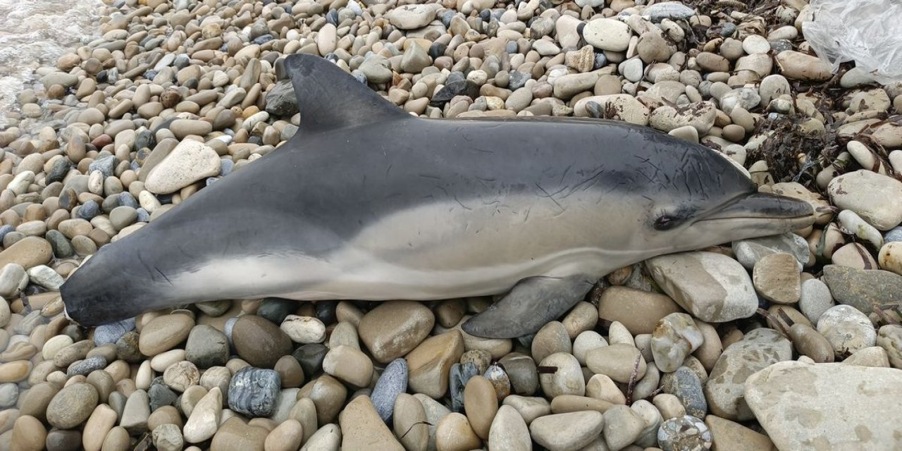 Kuşadası sahilinde ölü yunus bulundu