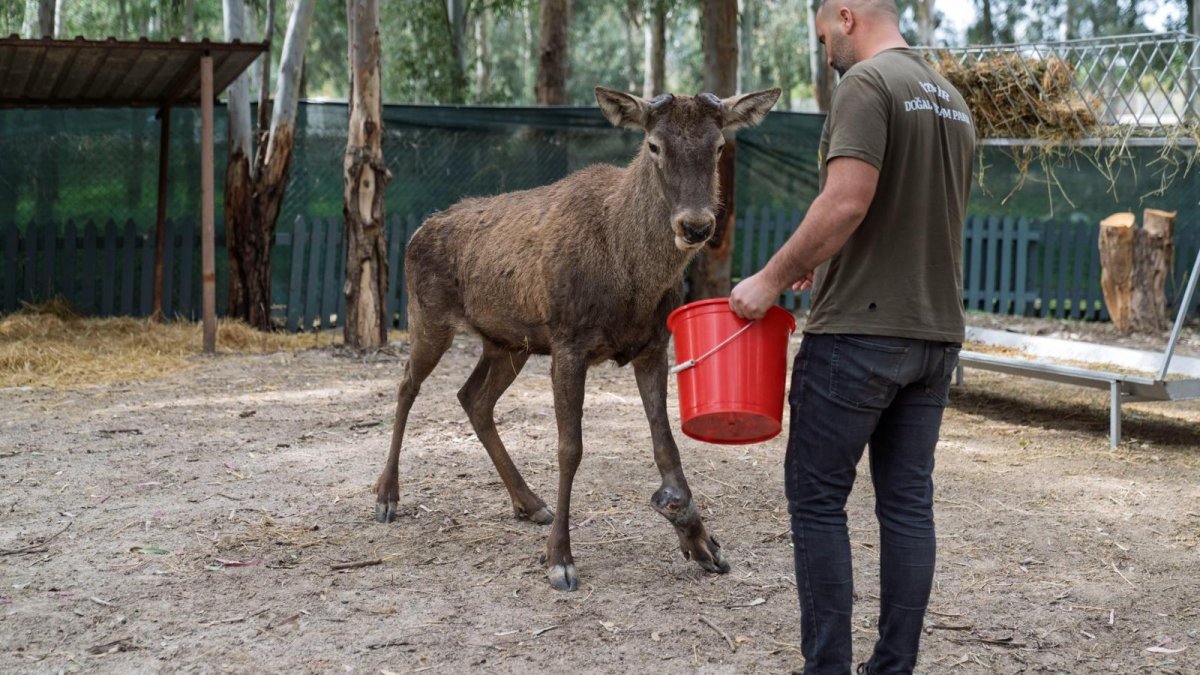 İzmir'de yaralı bulunan geyik emin ellerde