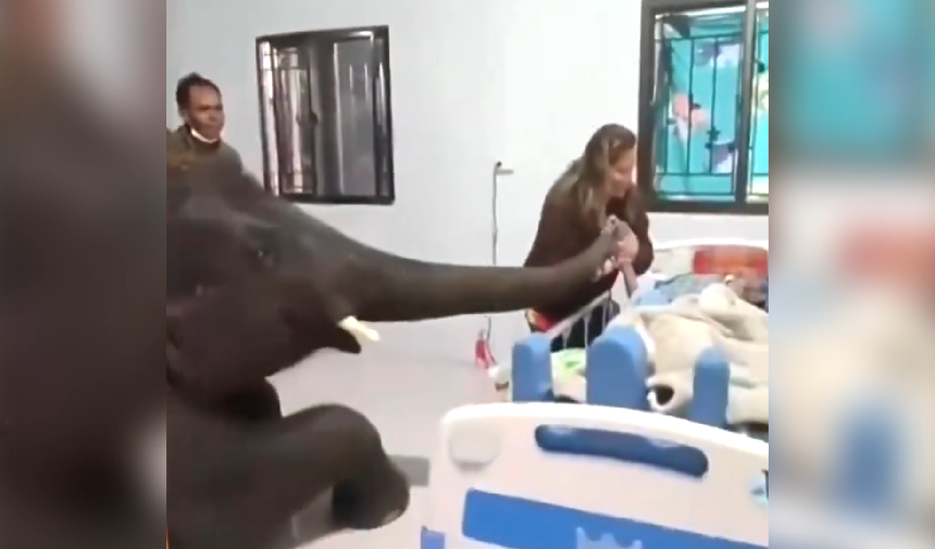 Koca filden bakıcısına hasta ziyareti...