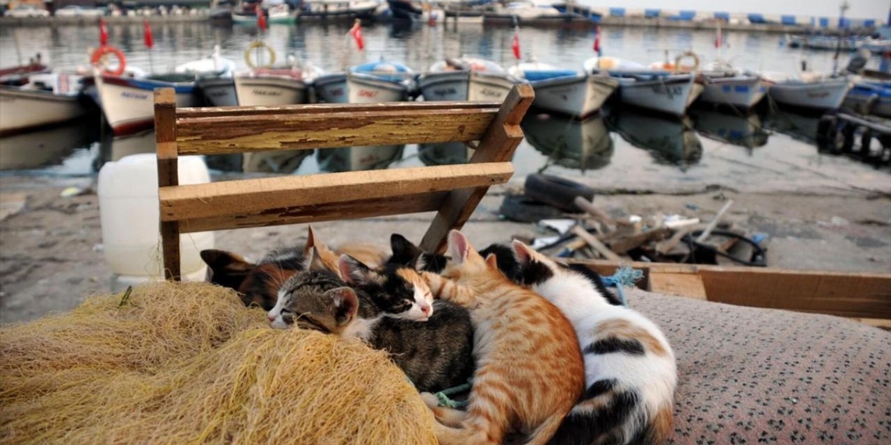 4 Nisan Dünya Sokak Hayvanları Günü anlamı ve önemi: Can dostlarımız için neler yapabiliriz?