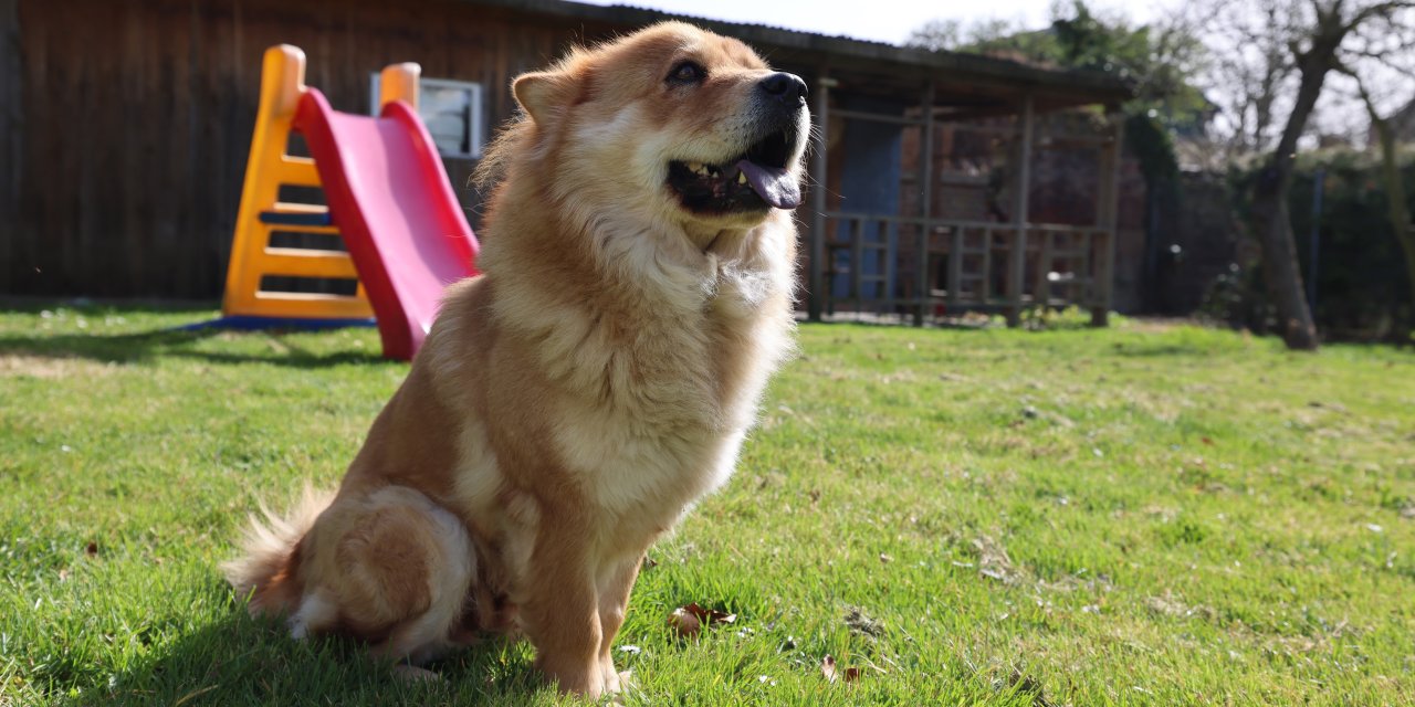 Köpeğiniz varsa hazırlıklı olun! Yıllık vergi dudak uçuklattı