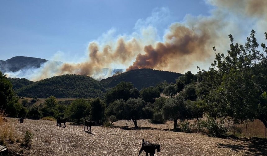 Adana'da ormanlık alanda yangın