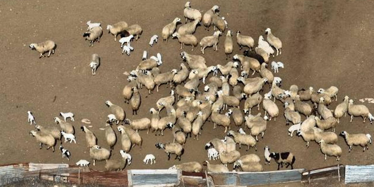 Tunceli’de şap alarmı: 30 günlük karantina uygulanacak
