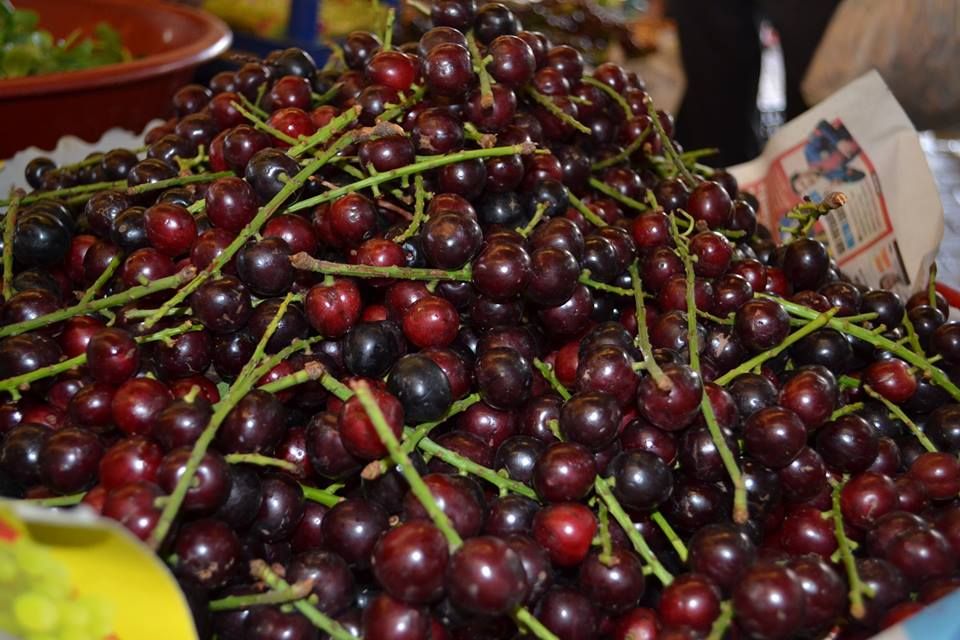 Ordu’nun kara yemişi taflan pazarda: Bol üretim ve sağlık yararlarıyla ilgi görüyor