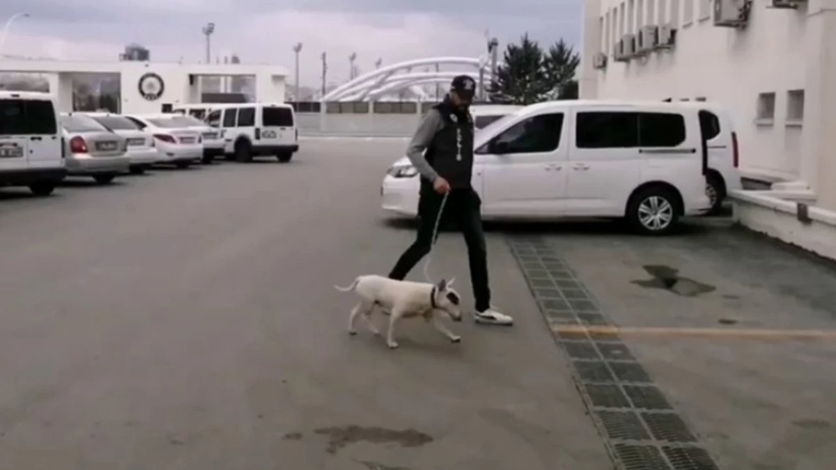 Türkiye'de yalnızca 30, Ankara'da 2 örneği var: 430 bin TL değerindeki köpek çalındı