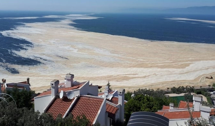 Müsilaj sonrası balık çeşitliliğinde yüzde 25'lik azalma