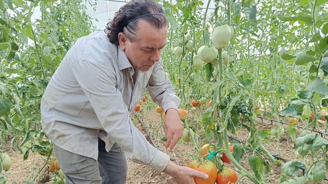 Dev domates göreni şaşırtıyor! Gübresiz tamamen organik yetişiyor: Tek domates bir kiloyu geçiyor