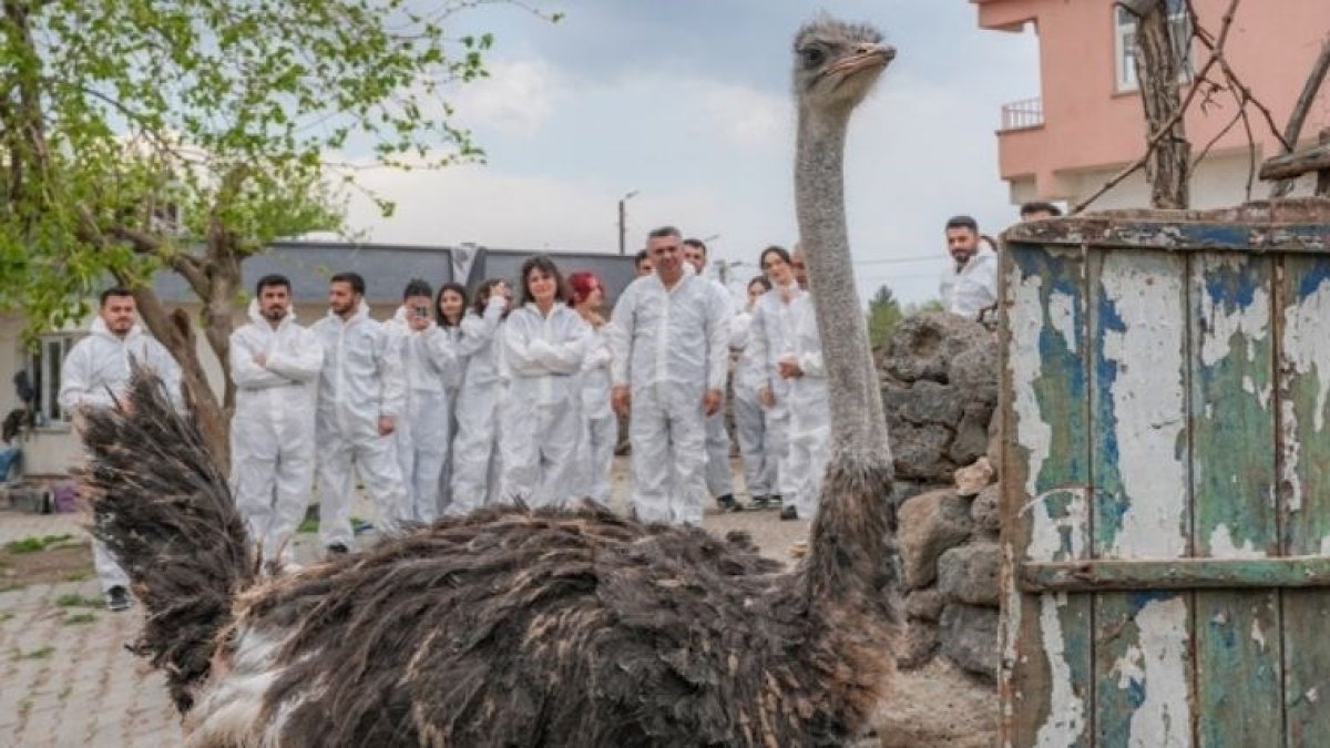 Yalnızlık canına yetti: Firari devekuşuna eş aranıyor