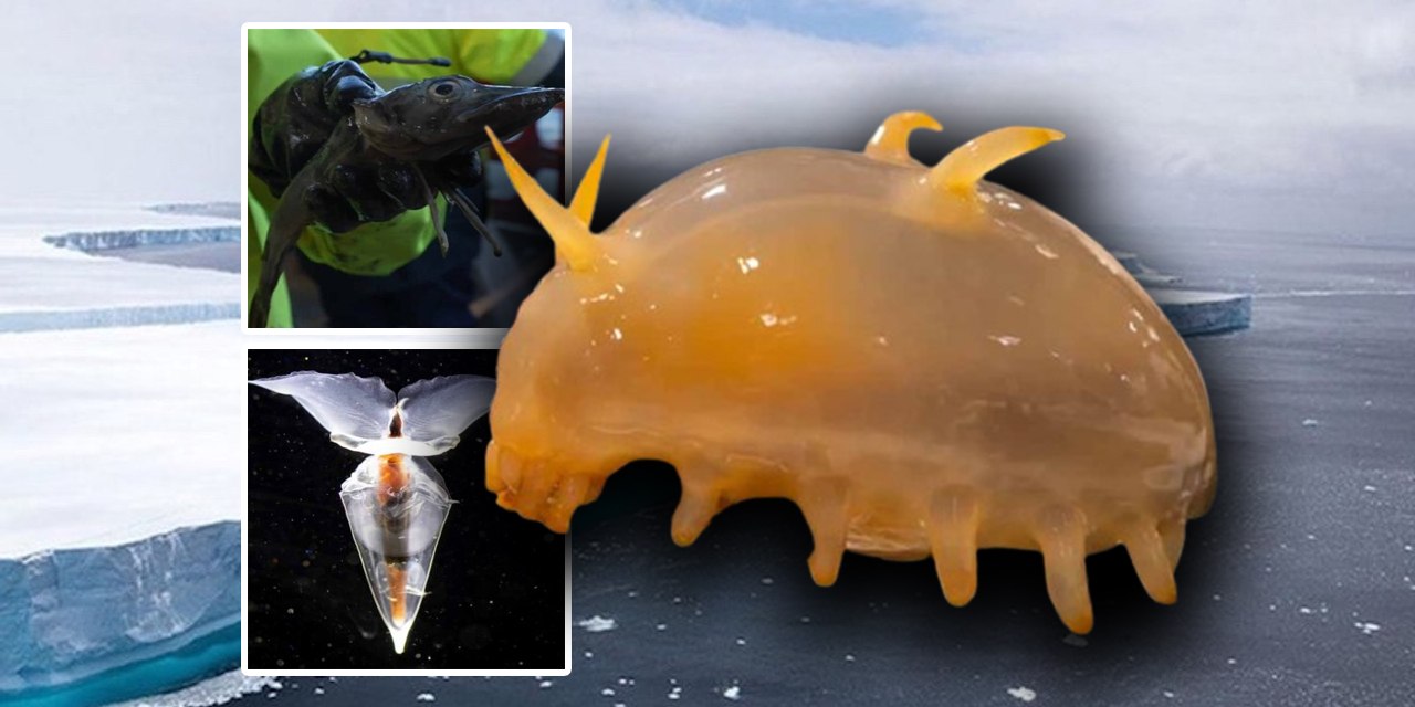 Antarktika’nın derinliklerinde heyecan verici keşif: Yeni türler bulundu