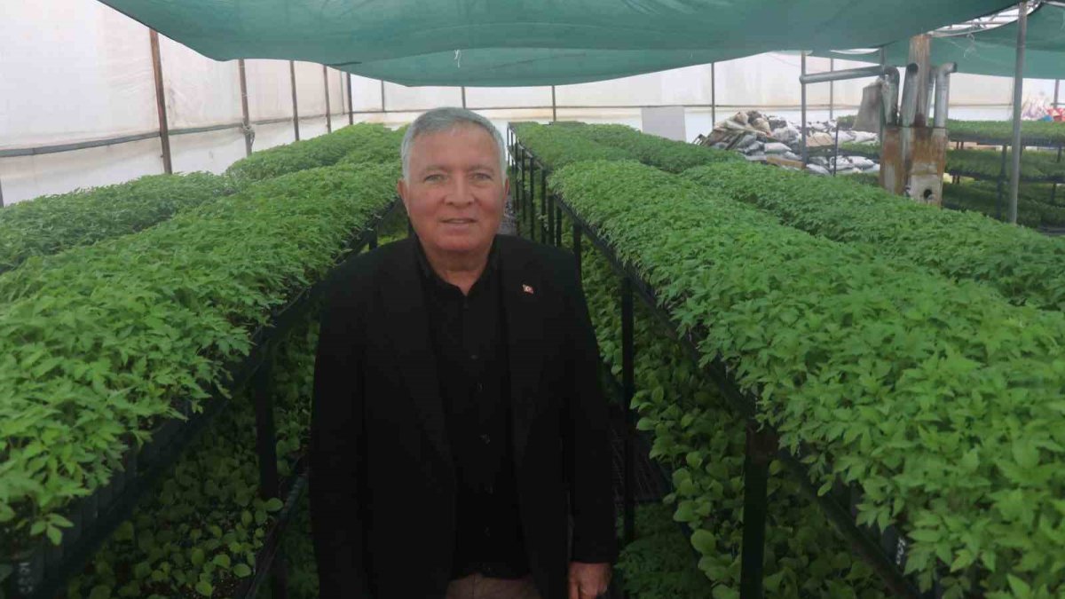 100 yaşındaki teyzenin eşarbından çıktı: Milyonlarcasını ücretsiz dağıtılıyor